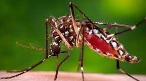 China proclaimed authoritatively malaria free by WHO