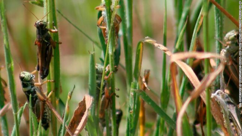 Cows are contending with grasshoppers for food in the West’s noteworthy dry season. The bugs are winning.