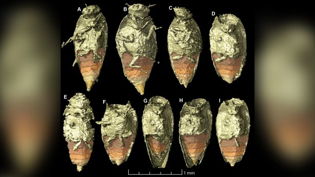 In fossilized dinosaur crap, researchers discover covered up treasure