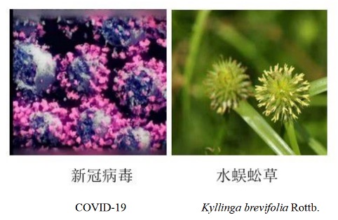  New “Artemisinin” in Chinese Herbs against COVID-19