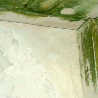 How to Fight the Effects of Wet Weather with Mold Removal in Toronto