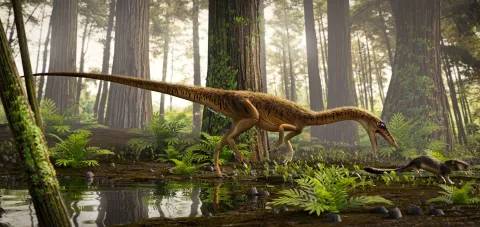 Past 230 Million years a Animal Lived Found in Brazil