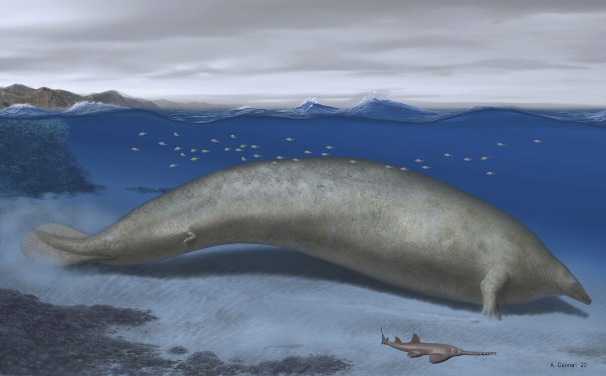 This ancient whale from the Peruvian desert may be the heaviest animal ever.