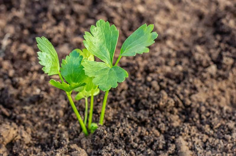 Celery seeds: Healthy benefit, medical advantages, uses and that’s only the tip of the iceberg