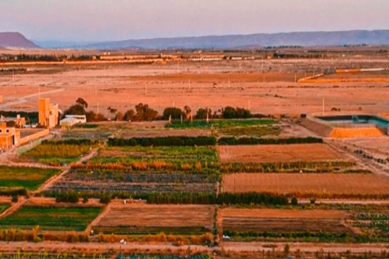 This Moroccan business is cultivating crops in a desert