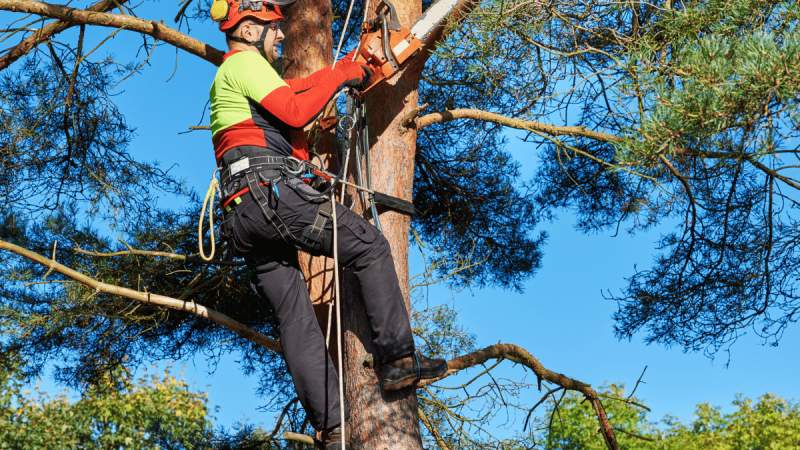 Why Choose an Arborist: The Importance of Certified Arborist Services