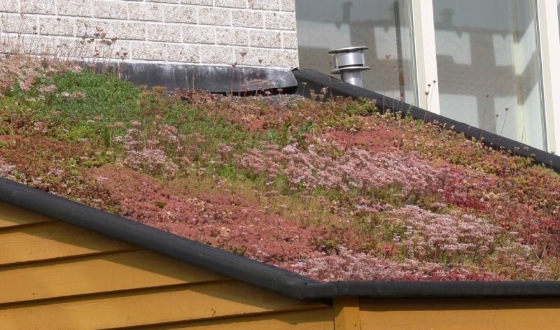 Green Roofing Solutions: Eco-Friendly Options for Your Home