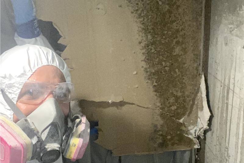 Mold removal services