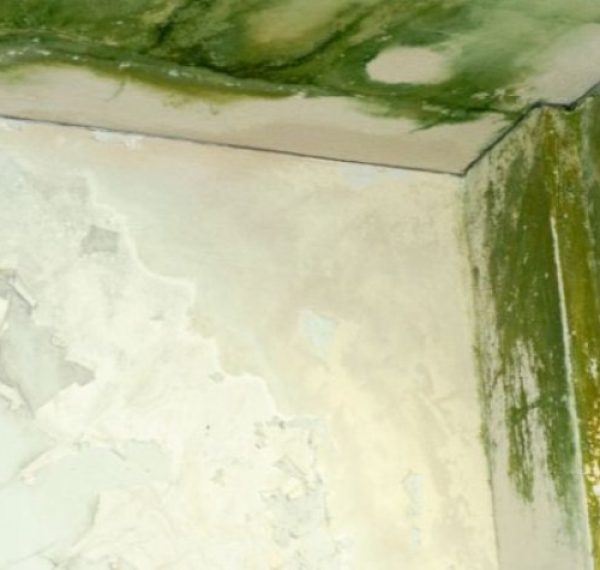 How to Fight the Effects of Wet Weather with Mold Removal in Toronto